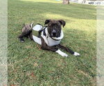 Small #10 Boxer Mix