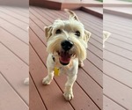 Small #5 Poodle (Miniature) Mix