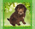 Small #7 Bernedoodle (Miniature)