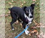 Small #15 Border Collie Mix