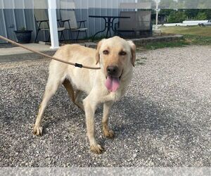 Labrador Retriever Dogs for adoption in Evansville, IN, USA