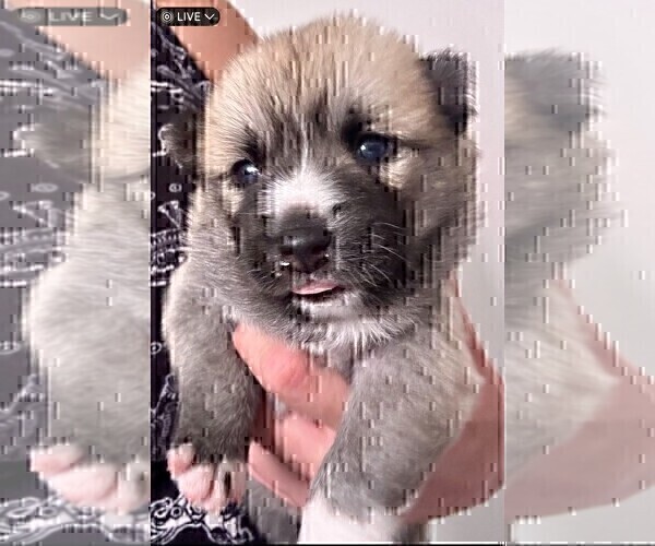 Medium Photo #9 Pomsky Puppy For Sale in LOVELAND, CO, USA
