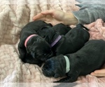 Small Photo #7 Cane Corso-Labrador Retriever Mix Puppy For Sale in ROSEVILLE, CA, USA