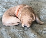 Small Photo #44 Goldendoodle Puppy For Sale in PHOENIX, AZ, USA