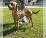 Small #4 Labrador Retriever Mix