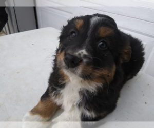 Australian Shepherd Puppy for sale in JACKSON, MI, USA