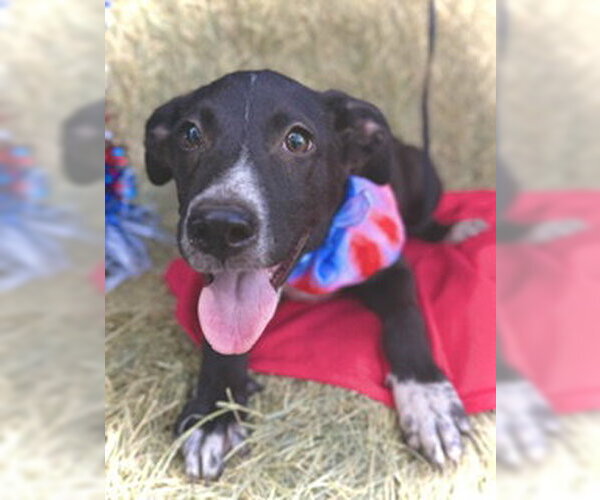 Medium Photo #4 Border Collie-Unknown Mix Puppy For Sale in Pleasanton, TX, USA