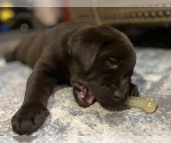 Medium Photo #7 Labrador Retriever Puppy For Sale in VINEMONT, AL, USA