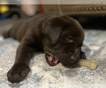 Small Photo #7 Labrador Retriever Puppy For Sale in VINEMONT, AL, USA