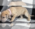 Small Photo #13 Great Dane Puppy For Sale in GALLOWAY, OH, USA