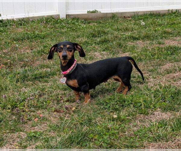 Medium Photo #2 Dachshund Puppy For Sale in Shelbyville, TN, USA