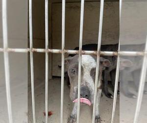 American Pit Bull Terrier-Unknown Mix Dogs for adoption in Oklahoma City, OK, USA