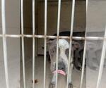 Small American Pit Bull Terrier Mix