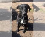Small #1 Labrador Retriever