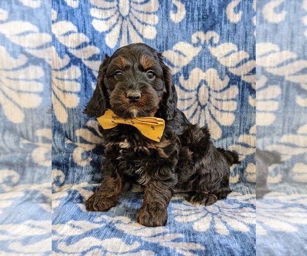 Medium Photo #5 Cocker Spaniel-Poodle (Miniature) Mix Puppy For Sale in NOTTINGHAM, PA, USA