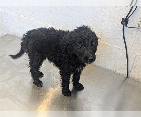 Medium Photo #1 Mutt Puppy For Sale in Corona, CA, USA