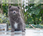 Small #1 Pomeranian