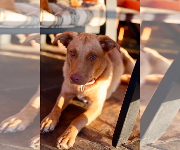 Medium Photo #1 Mutt Puppy For Sale in Duluth, MN, USA