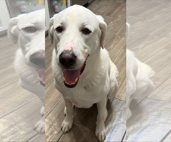 Medium Photo #4 Great Pyrenees-Unknown Mix Puppy For Sale in Houston, TX, USA