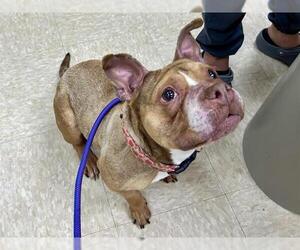 American Staffordshire Terrier-Unknown Mix Dogs for adoption in Springfield, MA, USA