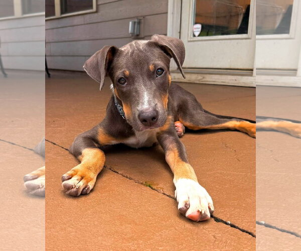 Medium Photo #2 Mutt Puppy For Sale in Greenville, SC, USA