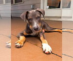 Small #1 Mutt