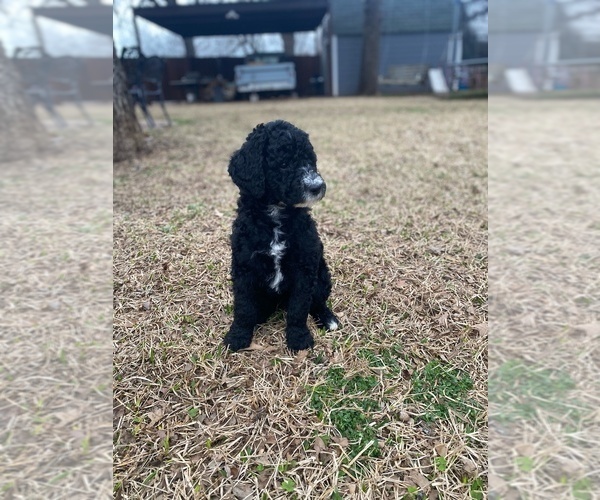 Medium Photo #3 Goldendoodle Puppy For Sale in SOUTHLAKE, TX, USA