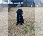 Small Photo #3 Goldendoodle Puppy For Sale in SOUTHLAKE, TX, USA