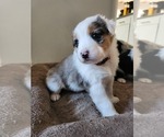 Small #1 Australian Shepherd