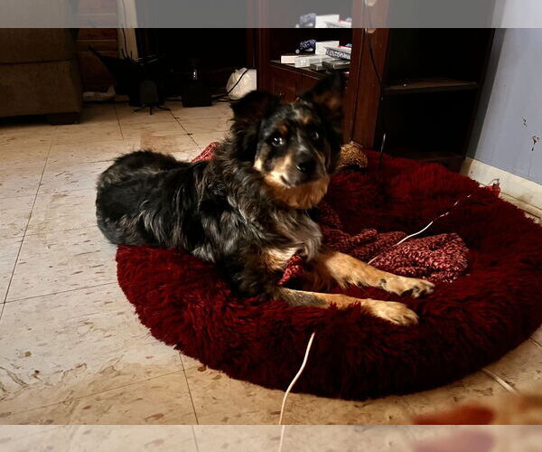 Medium Photo #3 Australian Shepherd-Unknown Mix Puppy For Sale in Wheaton, IL, USA