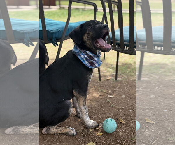 Medium Photo #2 Sheprador Puppy For Sale in Phoenix, AZ, USA