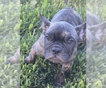 Small Photo #107 French Bulldog Puppy For Sale in DALLAS, TX, USA