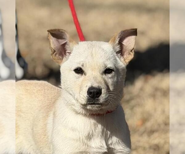 Medium Photo #1 Mutt Puppy For Sale in Yardley, PA, USA