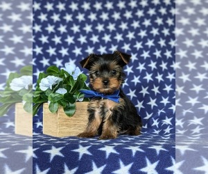 Yorkshire Terrier Puppy for Sale in QUARRYVILLE, Pennsylvania USA