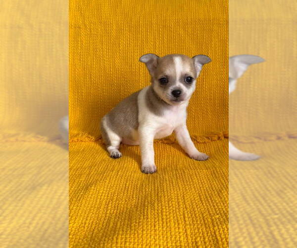 Medium Photo #6 Chiranian Puppy For Sale in Grafton, WI, USA