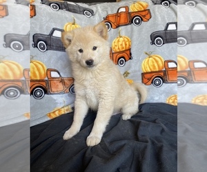Shiba Inu Puppy for sale in STELLA, MO, USA