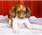 Small Photo #53 Dachshund Puppy For Sale in WAKARUSA, IN, USA