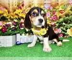 Small #2 Beagle