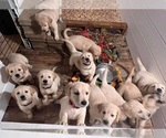 Small Photo #12 Golden Retriever Puppy For Sale in CARLTON, GA, USA