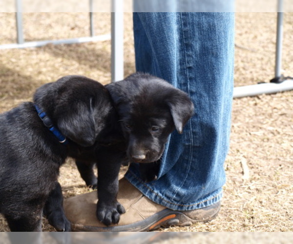 Medium Photo #7 Labrador Retriever Puppy For Sale in NORTON SHORES, MI, USA