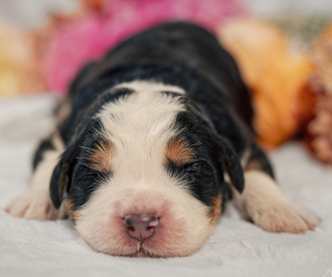 Bernedoodle-Bernese Mountain Dog Mix Puppy for sale in ERIE, CO, USA