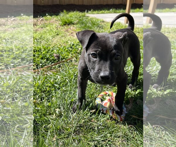 Medium Photo #8 Mutt Puppy For Sale in Holly Springs, NC, USA