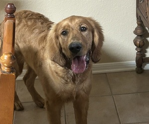 Golden Retriever Dogs for adoption in KILLEEN, TX, USA