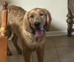 Small Golden Retriever
