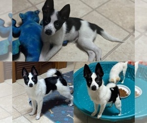 Pomimo Puppy for sale in SYRACUSE, NY, USA