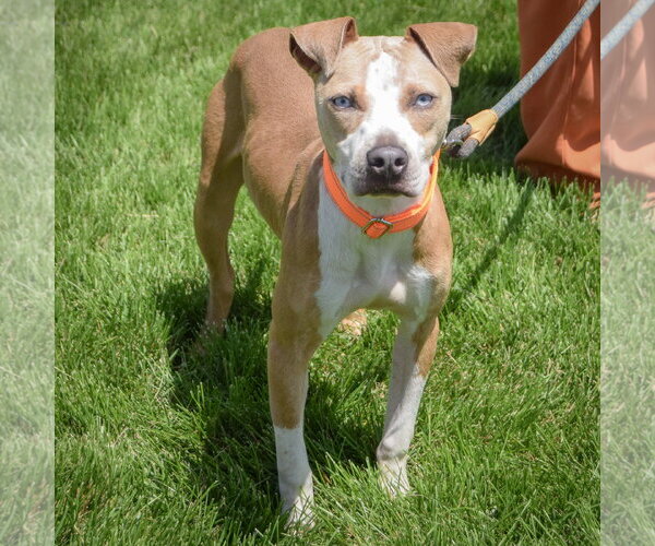 Medium Photo #4 American Staffordshire Terrier-Boxer Mix Puppy For Sale in Huntley, IL, USA
