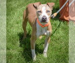 Small #3 American Staffordshire Terrier-Boxer Mix