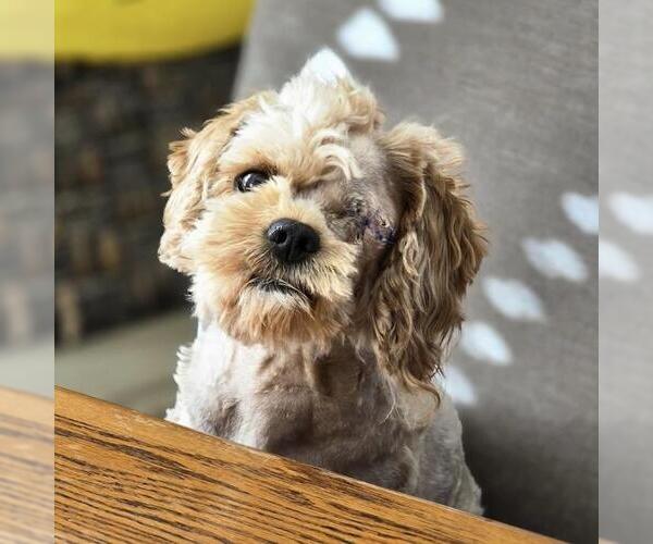 Medium Photo #3 Poodle (Miniature)-Unknown Mix Puppy For Sale in San Diego, CA, USA