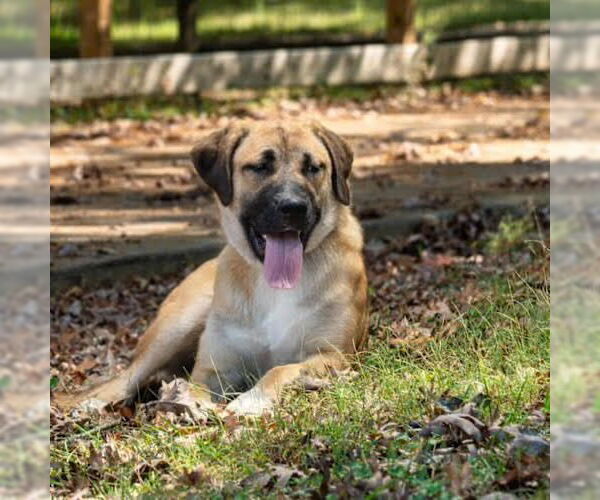 Medium Photo #4 Great Pyrenees-Unknown Mix Puppy For Sale in Canton, CT, USA