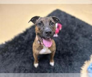 Bullboxer Pit Dogs for adoption in Chula Vista, CA, USA